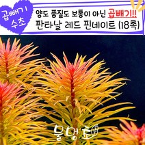 [물멍초] 곱빼기 시리즈 매력만점 붉은 수초 판타날 레드 핀네이트 18촉