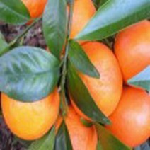 귤나무(카라향)접목2년/묘목/h1320, 1개