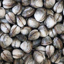 고창 하전갯벌 동죽 조개 3kg /물총조개, 단품, 03. 동죽 조개 3kg