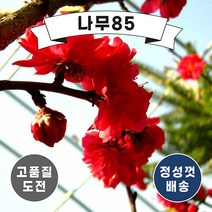 (나무85) 꽃복숭아 홍도화 R3