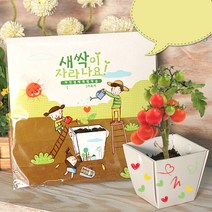 에코팟 자연생태학습용 꾸미기 종이화분 미니 화분 식물키우기, 방울토마토