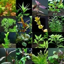 1자반용(45cm) 수초세트 - 수초키우기