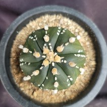 [메카다육]1-0128 선인장 투구(실생) 화분포함 다육식물