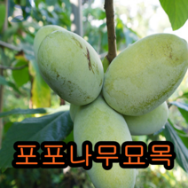 포포 나무 2년생(키20센치내외) 포트묘 2그루 나무 묘목 꽃나무 유실수 과일나무, 1개