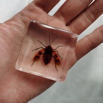 피규어사이트 소형 동물 장식품 실제 곤충 수지 표본 나비 해양 생물학 교육인지 도구 홈 인테리어 액세서, 05 005