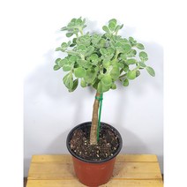 [나랑너랑꽃]{허브}플렉트란서스 - 토멘토사 (장미 허브 외목대)