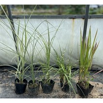 골드씨드 홍띠 제브라 무늬억새 모닝 그린 라이트 그라스 5종 모음, 제브라억새, 1개