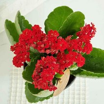 카랑코에 랜덤발송 카랑코 도매화원 키우기 칼란디바 HONI 2156230EA, 본상품선택, 1개