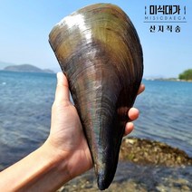 미식대가 국내산 생물 키조개 관자 캠핑 조개구이, 8미, 1개
