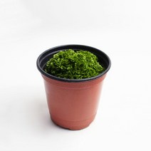 구름자리 1포트 테라리움 팔루다리움 비바리움, 없음