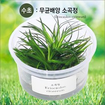 피알피쉬 무균 배양수초 소곡정 (전경수초) 수초, 1개