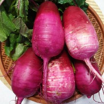 무주 반딧불 루비볼 과일무 자색무 4kg 무청포함 동치미용