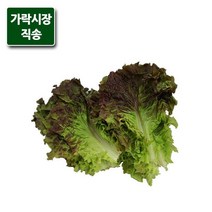 가락시장직송 적상추 300g, 단품