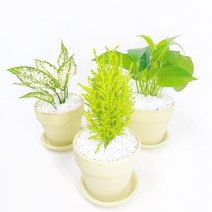 율마 스킨답서스 호야 실내공기정화식물 6종 그늘에서 잘자라는 집에서키우기쉬운식물, 4.청순한빅토리아+받침+데코돌+영양제