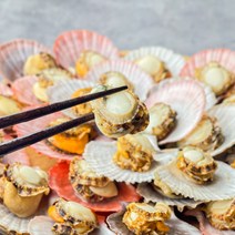 제철 가리비 통영 비단가리비 1kg, 1개