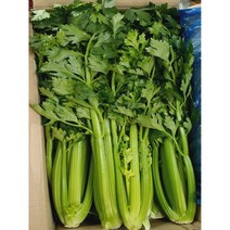알뜰장터 국내산 최상품 싱싱 셀러리(생식용) 10kg내외 단품, 1개, 셀러리 10kg내외