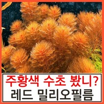 수초하우스) 레드 밀리오필름, 5줄기