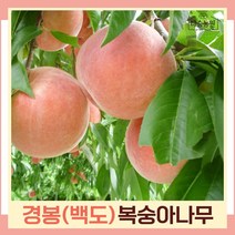 복숭아나무 묘목 백도복숭아 경봉 접목1년생 뿌리묘 3개