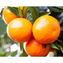 [당도선별제] 제주 천혜향 제주도 과일 산지직송, 1.실속 가정용 3kg