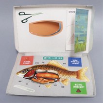 동물학 체험키트 붕어내부기관 스티커놀이 4인용 과착관찰실험 과학수업용 만들기재료