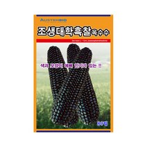 옥수수씨앗 조생대학흑찰옥수수 80립 영리재배 교배종, 1개