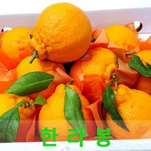 상큼한 한라봉10kg 제주 나주 한라봉, 한라봉10kg 28과내외(특대)