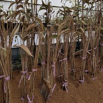 왕밤나무 최소구매 2개 (청아원예조경), 왕밤나무 특묘