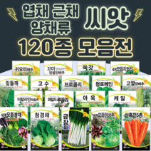 채소씨앗 / 공심채 루꼴라 케일 고수 깻잎 브로콜리 청경채 시금치 치커리 쑥갓 종자, 99. 강화순무 2000립