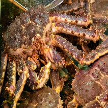 [푸디앤] 살아있는 킹크랩 1.8kg ~4.0kg, 활 킹크랩 2.2~2.4 kg, 고급스런 선물세트 포장 가방