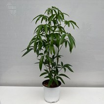 꽃나무팜 (5개 한세트) 색상랜덤 풍로초 풍노초 다년초 노지월동 베란다월동 공기정화식물 야생화