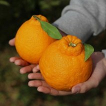 서귀포효돈 고당도하우스한라봉 대과 특대과 10kg, 특대과(24수), 7000