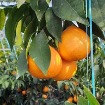 제주직송! 농장에서바로 만감류 천혜향, 3kg (선물용 중-대과)