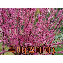 옥매화(홍매화)나무 접목1년특묘 나무 묘목 유실수 과일나무 과실수 옥매화나무