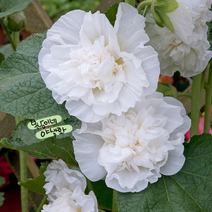 겹접시꽃 [4포트] 화이트 (복남이네 야생화 모종 hollyhock 체터스 더블)