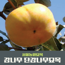 서울농원묘목/감나무 묘목 대봉 야오끼(왕대봉) 둥시 차량단감 월하시, 특묘