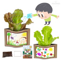 milovhi 관찰일지포함 집에서 상추 키우기 키트 어린이집 아파트 베란다 상추 키우기 세트, 상추키우기세트, 5세트