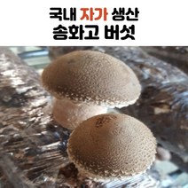 국내산 송화 송화고 버섯 1kg 2kg 3kg 4kg 5kg, 일반형_3kg