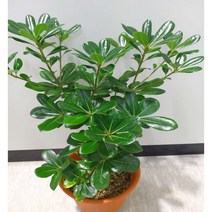 [이삽저삽] 만리향나무 화분(키60-70cm내외/화분포함) 돈나무과 관엽식물 진한 꽃향기 매력적인 나무/실내공기정화식물 조경용 관상용