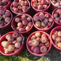 경북 산지직송 맛있는 고당도 부사사과 가정용 실중량5kg 10kg (29-32과 내외) [당일발송], 5kg (29-32과)