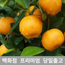 [특등급선별] 한라봉 5kg 제주한라봉 한라봉제철 제주도한라봉 못난이한라봉 한라봉가격 노지한라봉 한라봉가정용 한라봉선물 꼬마한라봉 한라봉농장 한라봉레드향 한라봉선물세트 한라봉벌크