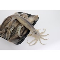 선상 급냉 총알 통통 오징어 1kg, 1개