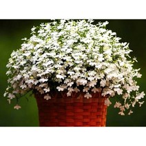 꽃씨앗 로벨리아 로베리아 화이트 연중파종 희귀씨앗 모종 수입 야생화, 3팩(60립)