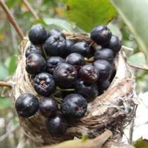 유기농러브팜 햇 냉동 아로니아5kg