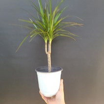 개업화분 관엽식물 마지나타 그린 중품 204089