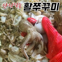 푸마담 가을 활 쭈꾸미 15미 전후 1kg, 2kg