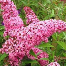 붓들레아 (핑크딜라이트) 모종 - 10cm포트 5개