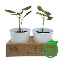 친환경 강낭콩화분 비교관찰키우기
