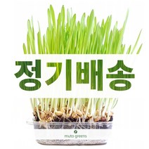 뮤토 잘키운 친환경 캣그라스 생화 단품/ 정기배송 캣그라스 보리/귀리/밀 3종, 1개, [정기배송 6회] 귀리1개씩(총6개)_배송주기 한달