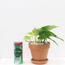 꽃피우는청년 이태리토분 실내공기정화식물, 스킨답서스