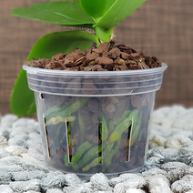 힙쓸 투명플라스틱화분 일일슬릿 슬릿분 프라스틱 호접란 분갈이 타공 구멍 호접난 행잉 거는 행인 걸이 서양난 에어 통기 통풍 슬릿 서양난 서양란 투명화분 외 기타 원예부자재 13종, 화분:소자_12.2(외경)x9.5(높이)cm